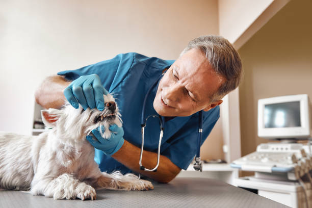 Best Root Canal Emergency Dentist  in Logan, OH